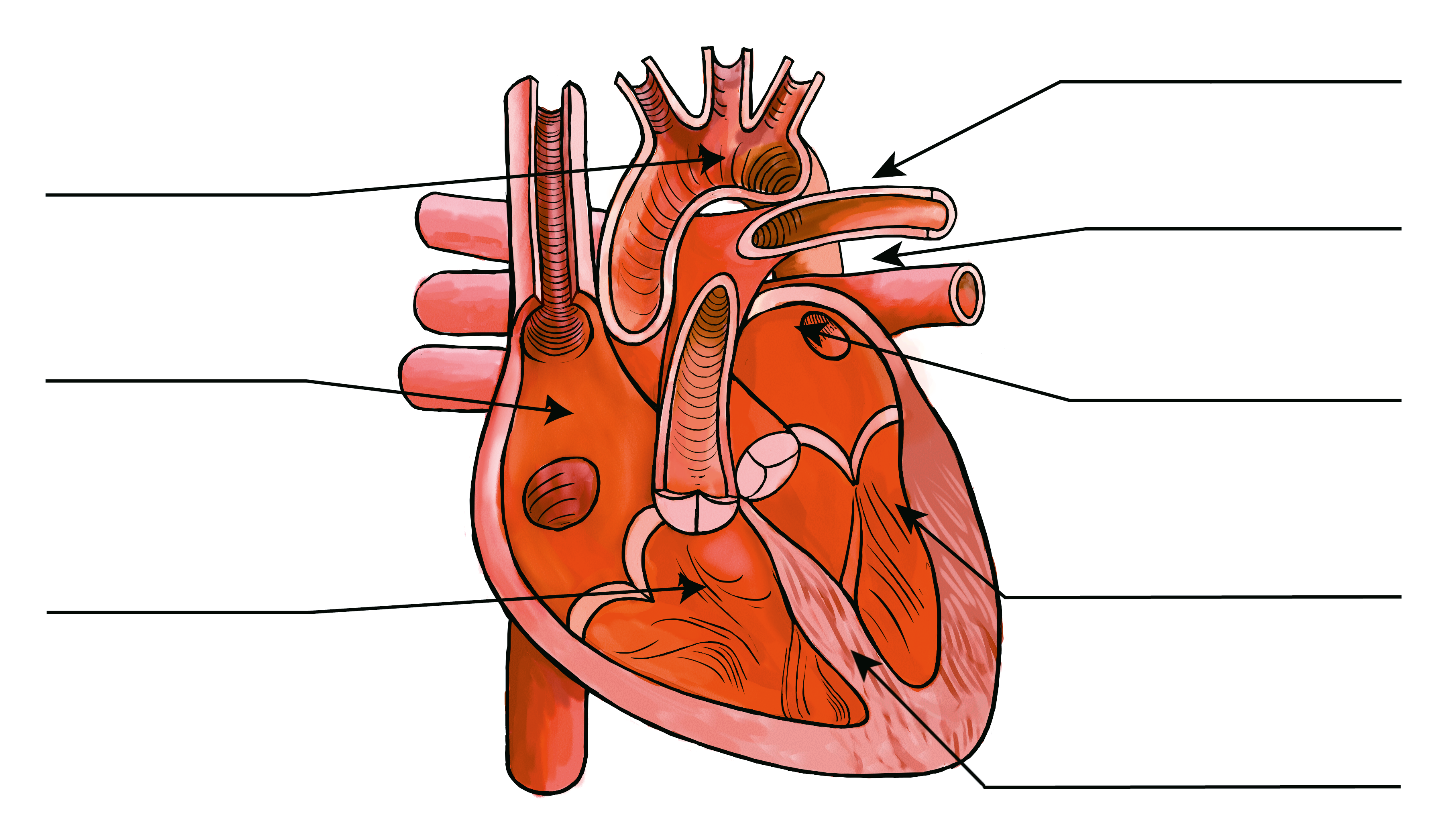 Anatomisch diagram van het menselijk hart met het linkerventrikel en het myocardiumweefsel