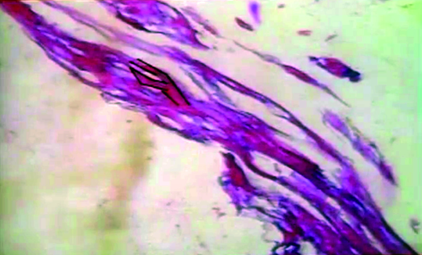 Professor Carlos Parellada, of the photos taken of the sample of the