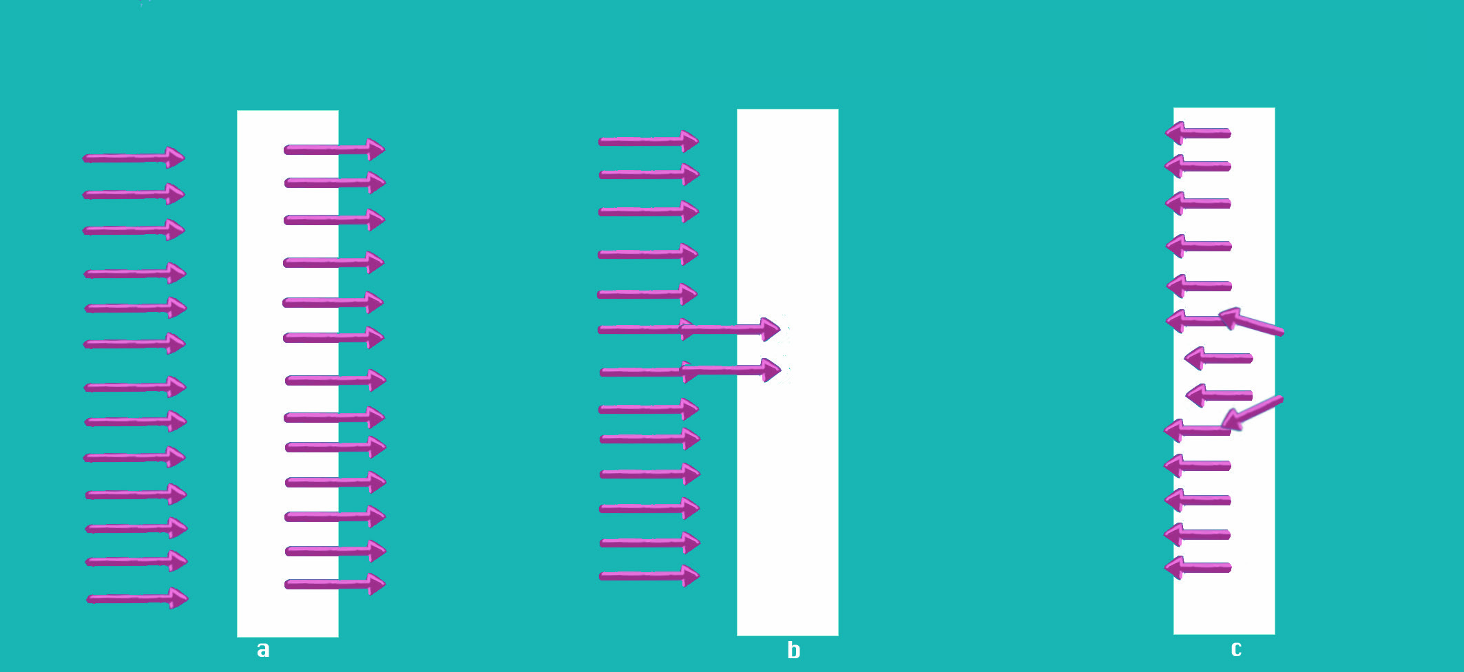 Within the graphic, in the drawing c it is seen clearly how the flow of blood occurred, from the interior towards the exterior. In the drawing a it is seen how it would have been if someone had inserted some blood from the exterior. It would have expanded into all the channels. There is no situation b in