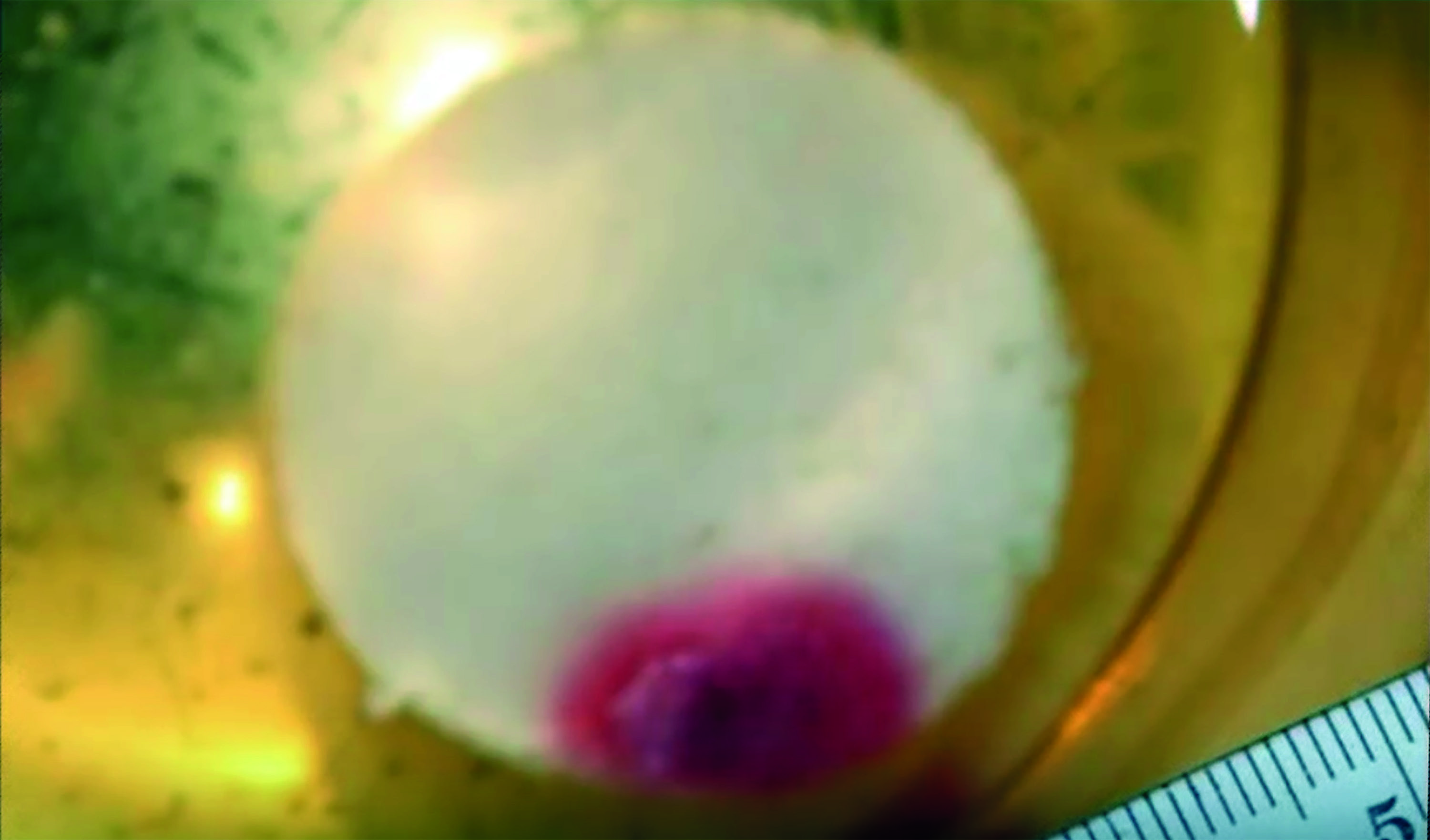 sample, said: "The scientists' conclusion is that it